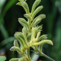 Anigozanthos flavidus close up Green flower Kangaroo Paw