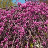 Cercis canadensis Covery Lavender Twist Weeping Eastern Redbud beautiful pendulous tree with weeping branches and lilac pink purple flowers