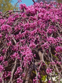 Cercis canadensis Covery Lavender Twist Weeping Eastern Redbud beautiful pendulous tree with weeping branches and lilac pink purple flowers