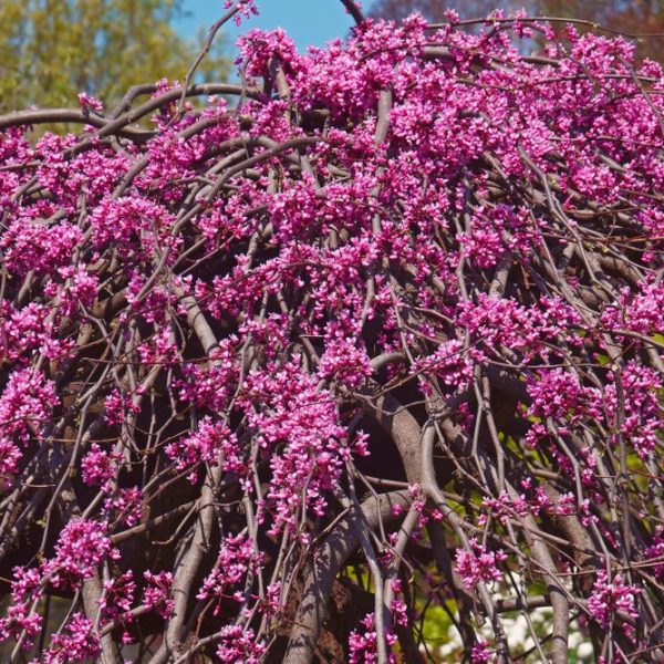 Cercis canadensis Covery Lavender Twist Weeping Eastern Redbud beautiful pendulous tree with weeping branches and lilac pink purple flowers