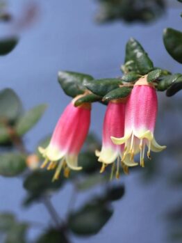 Correa reflexa Native Fuchsia flowers hanging off a branch with green leaves. Lovely trumpet shaped pink and lime green flowers