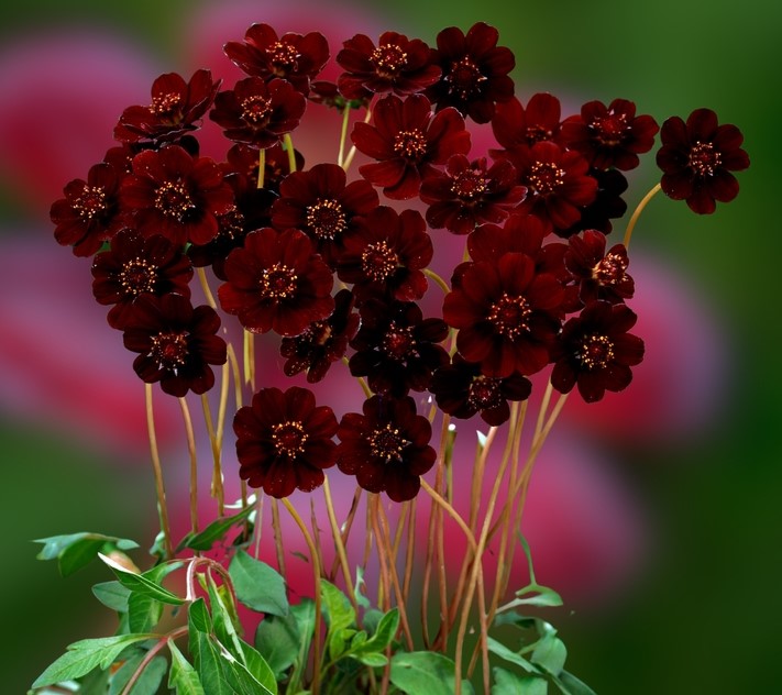 Cosmos atrosanguineus Choca Mocha chocolate fragrant flowers dark rich red black flowering