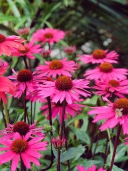 Pink echinacea flowers in a garden.