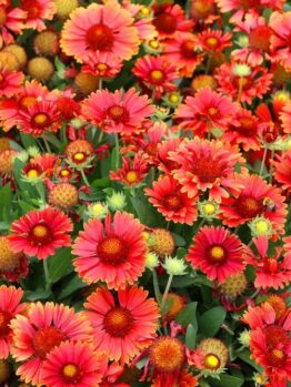 A field of Gaillardia 'Mesa Red' Blanket Flowers burnt orange red with yellow tips daisy like flowers