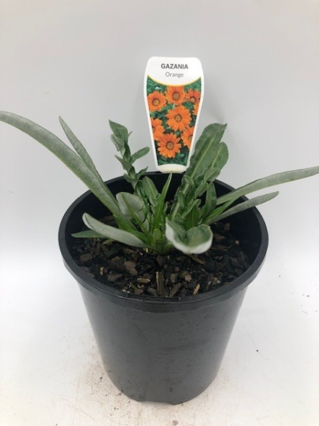 A young Gazania 'Orange' plant in a black plastic 6" pot, complete with a label showcasing vibrant orange Gazania flowers.