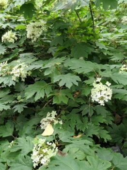 Hydrangea quercifolia Pee Wee bush with white flowers and green leaves
