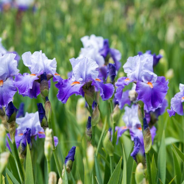 A field of purple and white Iris germanica 'Bearded Iris' flowers.