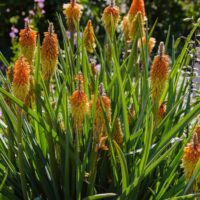 A bunch of Kniphofia uvaria 'Scorched Corn' flowers in a garden green leaves Torch Lily or Poker