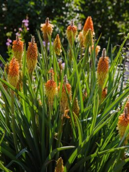 A bunch of Kniphofia uvaria 'Scorched Corn' flowers in a garden green leaves Torch Lily or Poker
