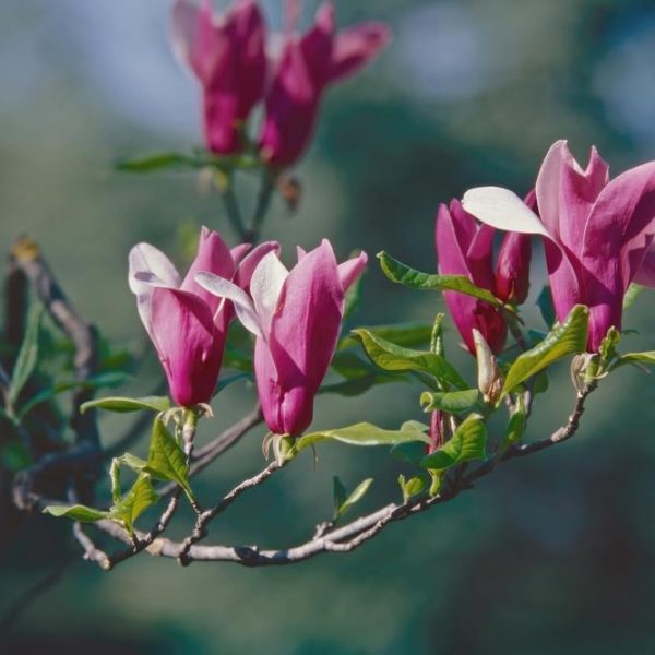 Magnolia soulangeana Early Pink blooming on a tree branch with green leaf Tulip magnolia saucer magnolia pink and purple flowering