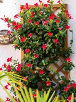 Mandevilla 'Jade Red' Dipladenia growing on trellis bright red flowers Diamantina