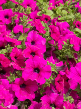 A bed of Petunia Mini Vista® 'Hot Pink' flowers with green leaves cottage garden