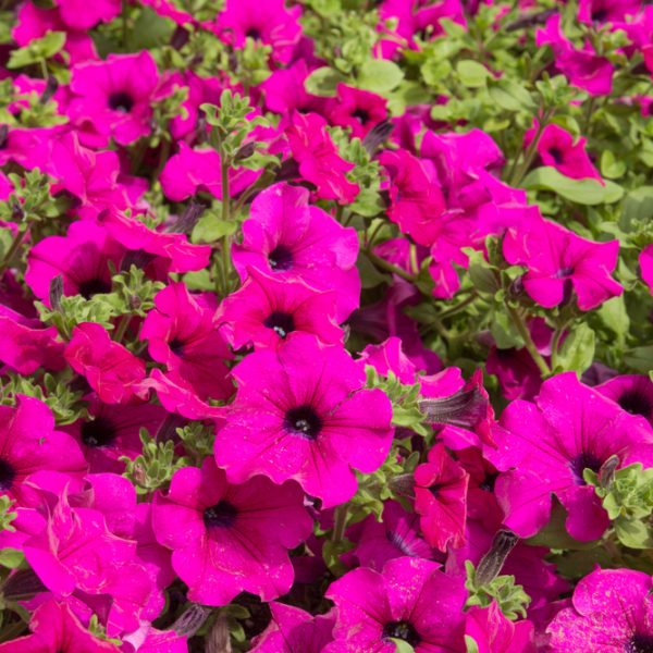 A bed of Petunia Mini Vista® 'Hot Pink' flowers with green leaves cottage garden
