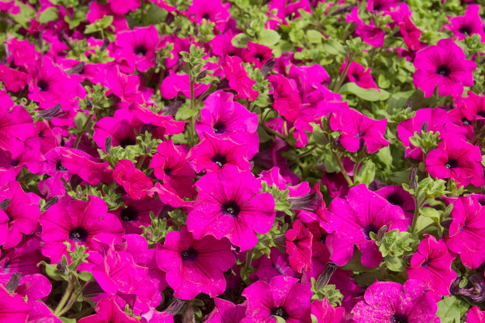 A bed of Petunia Mini Vista® 'Hot Pink' flowers with green leaves cottage garden