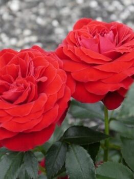 Two red roses are growing in a garden.