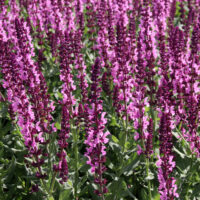 Salvia superba Merleau Rose flowering Sage. Masses of hot pink purple rose soft spiked flowers