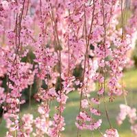 A modern pink flowering tree in a park.