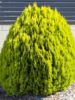 Thuja orientalis morganii miniture golden biota conifer bright green