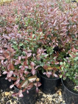 acmena smithii Lilly pilly Purple Rain in 8inch Pots gorgeous green and bright purple magents foliage hedging screening plant