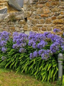 Agapanthus hybrid Bucaneer flowering border with deep purple and white stripes and strappy green foliage