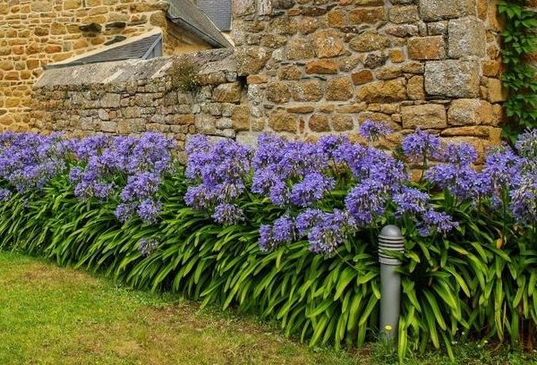 Agapanthus hybrid Bucaneer flowering border with deep purple and white stripes and strappy green foliage