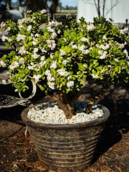 Crassula ovata Jade leaved succulent plant in a pot with white stones at country property filled of white flowers