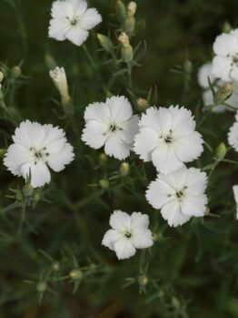 Dianthus White Carnation mass flowering with green foliage in gardenbed