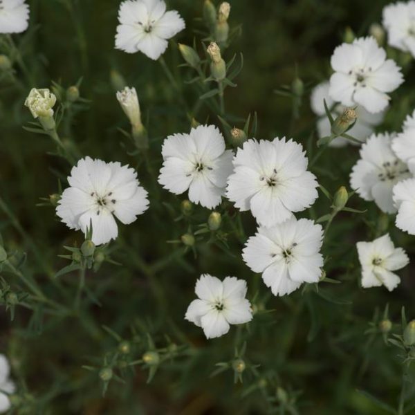 Dianthus White Carnation mass flowering with green foliage in gardenbed