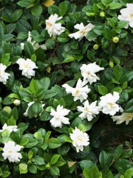 Gardenia jasminoides Buttons Cape Jasmine stunning fragrant creamy white flowers with yellow centres against lush green glossy foliage and leaves
