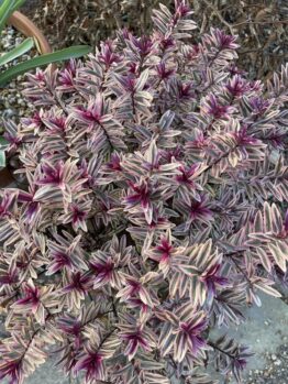 A plant with small, narrow leaves featuring purple and green variegation, with bright purple centers, offers stunning inspiration for any garden. This striking Hebe 'Inspiration' 8" Pot (Bulk Buy of 10) is perfect for those looking to bulk buy and add a vibrant touch to their outdoor space.