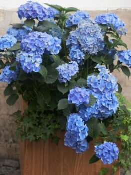 Hydrangea macrophylla TeaTime™ Blue mop head flowers with blue and white flowers in a pot planted