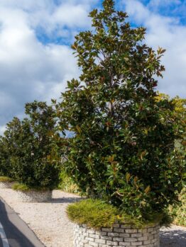 Magnolia trees on the side of a road.