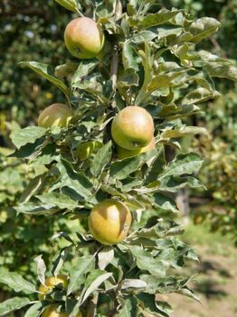Malus domestica Harmony™ Columnar Apple upright growing apple tree with yellow fruits on tree branches