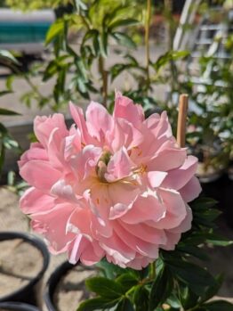 A pink peony is growing in a pot in a garden. Paeonia latifolia Coral Charm Peony Rose light pink fluffy flower