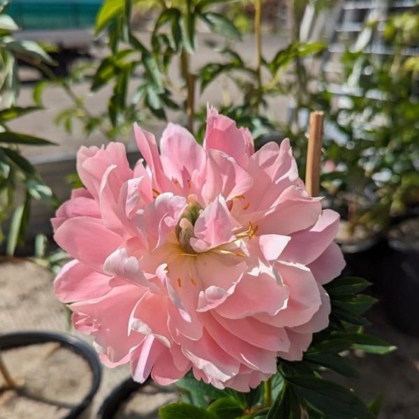 A pink peony is growing in a pot in a garden. Paeonia latifolia Coral Charm Peony Rose light pink fluffy flower