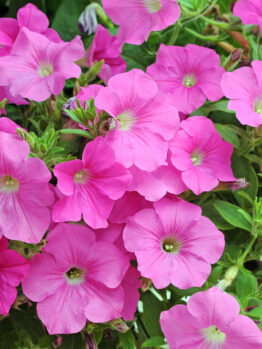 Masses of pretty bright pink Petunia flowers in a garden bed cottage style Petunia hybrid Craze Pink