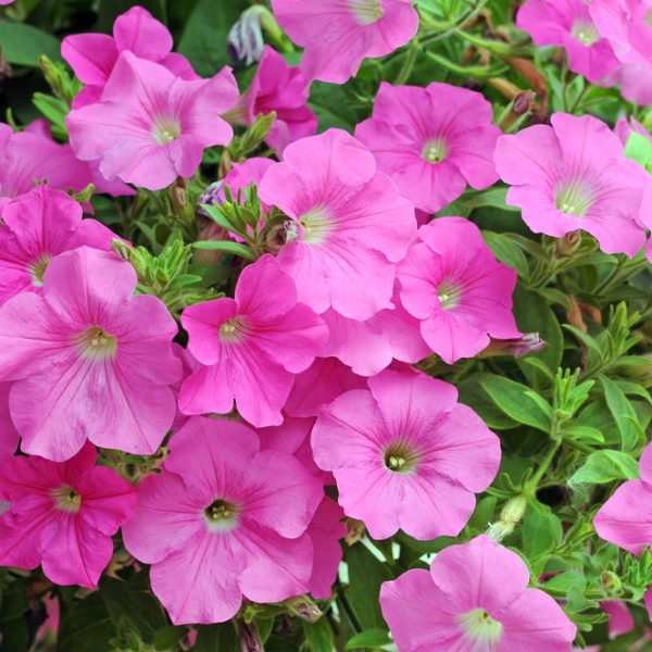Masses of pretty bright pink Petunia flowers in a garden bed cottage style Petunia hybrid Craze Pink