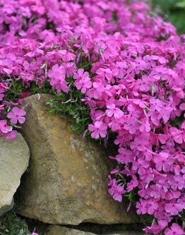 Phlox subulata Rosea creeping over rock embankment cascading plant with bright pink flowers