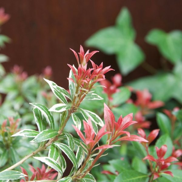 A close-up of the Prunus 'Cherry Laurel' plant showcases its stunning green and white variegated leaves with small red-tipped foliage, all set against a lush green background. This beautiful specimen is available in a 12" pot for your garden and can be purchased as part of our bulk buy option, which includes 10 pots.