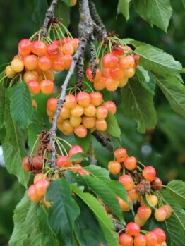 Clusters of ripe yellow and red cherries hang from a tree branch with green leaves, resembling the abundant harvest you'd achieve from a Prunus 'Cherry Laurel' 12" Pot (Bulk Buy of 10).