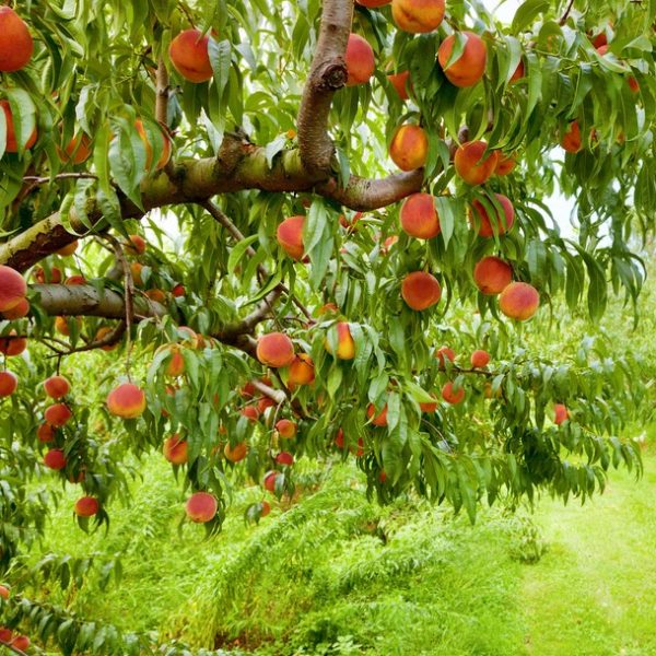 Prunus persica Red Peach Super Dwarf Tree advanced with fruit hanging off branches and green leaves