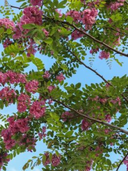 Robinia x ambigua Casque Rouge Tree Purple flowering robinia with green leaves and branches against a blue sky