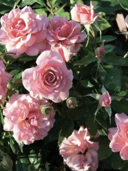 Pink Rose 'Aussie Magic' Bush Form blooming in a garden with green leaves.