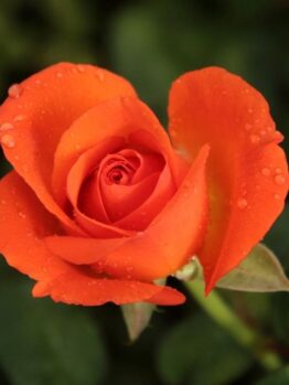 Rosa hybrid tea Fearless PBR rose vibrant bright orange small shaped blooms rose flower