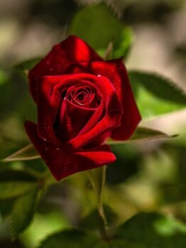 Rosa hybrid tea Cara Mia small bright red rose with beautiful petals above long stems and green foliage