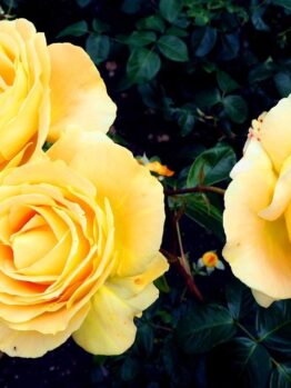 Rosa floribunda Golden Beauty Rose Three buff fluffy golden yellow roses