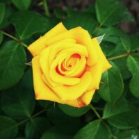 Rose hybrid tea Lord Gold Rose yellow perfect roses with green leaves