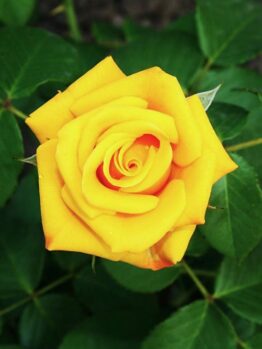 Rose hybrid tea Lord Gold Rose yellow perfect roses with green leaves