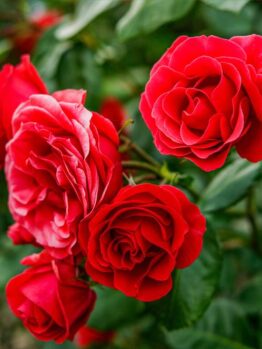 Rose Precious Platinum medium to bright red rose petals against dark green glossy foliage flowering red roses rosa hybrid tea