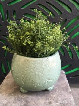 Tang Bowl with Feet Green DECORATIVE POT FOR FEATURE PLANTS